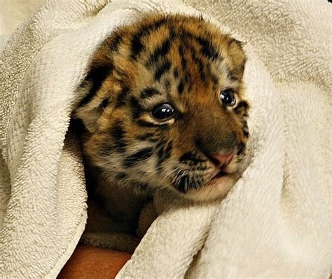 Baby Tiger Gets A Bath 3 Pics Amazing Creatures