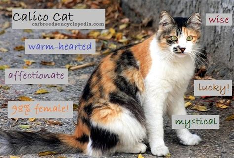 Is your cat's personality linked to the color of her coat? The Calico Cat - Cat Breeds Encyclopedia