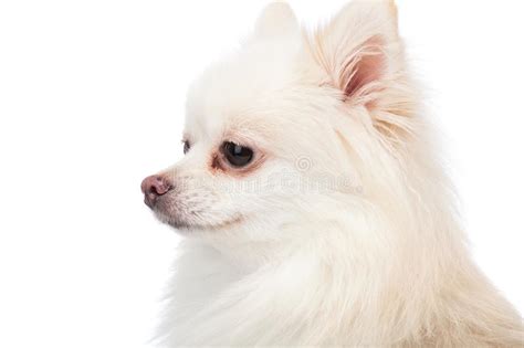 White Pomeranian Side Profile Stock Photo Image Of Small