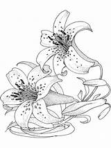 Coloring Flower Lily Flowers Sheets Printable Lilies Adult Drawing Recommended Colouring Printables Anycoloring sketch template