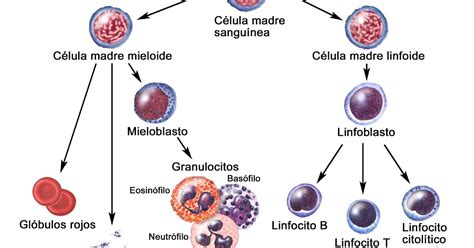 La Sangre Fluido Vital Granulocitos O Células Polimorfonucleares