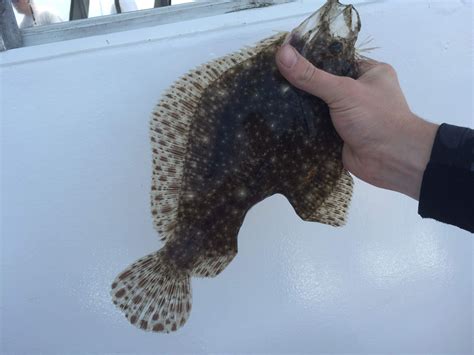 This Windowpane Flounder Had A Bite Taken Out Of It Fishing