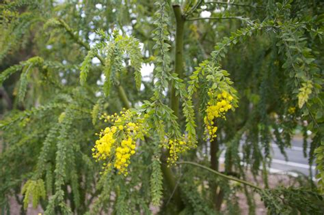 Unforgettable acacias a large genus of trees & shrubs. Acacia pravissima, Ovens wattle | Trees of Stanford & Environs