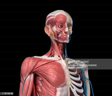 Front Neck Muscles Photos And Premium High Res Pictures Getty Images