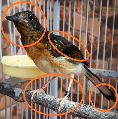 Ciri burung flamboyan jantan dan betina. Perbedaan Murai Batu Nias Jantan Dan Betina - Berbagai ...