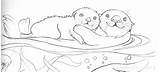 Otter Coloring Sea Pages Otters Baby Kids Cartoon Drawing Printable Drawings Outline Colouring Animal Week Designlooter Detailed Choose Board Adult sketch template