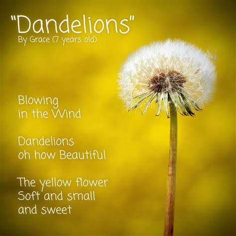 Dandelions Poem By Grace 7 Years Old Flower Soft Dandelion How