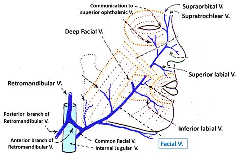 Face Venous And Lymphatic Drainage Anatomy QA