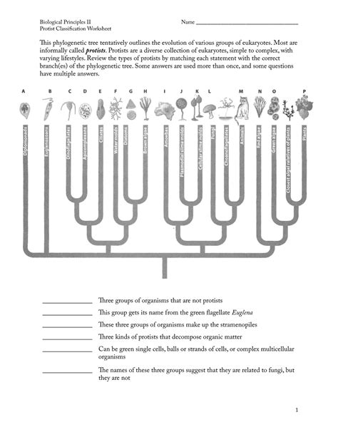 Handout Protist Classification Worksheet Is Phylogenetic Tree