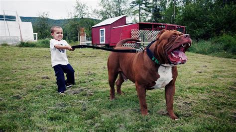 Take a look at hulk to see for yourself how big a xxl pit bull can grow. "Hulk" The Massive Family Pit Bull - YouTube