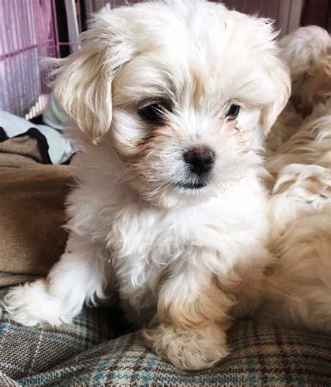 Is nexgard chewables for puppies? Maltese puppies for sale | in Harwich, Essex | Gumtree