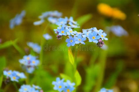 Forget Me Not Flowers Blooming On Green Background Stock Image Stock
