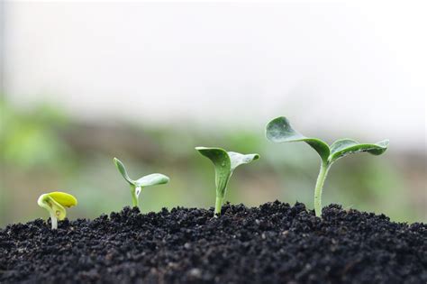 Jardin & Extérieurs sur Pratique.ch