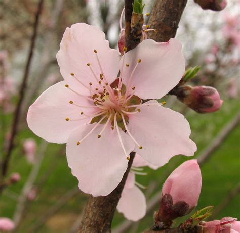 Poppular Photography Peach Blossoms April 2013