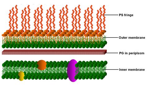 Hello friends in this video i tell you about how to draw labelled diagram of bacterial cell step by step for beginners in easy way.so friends if you have pro. Bacterial Cell Envelope