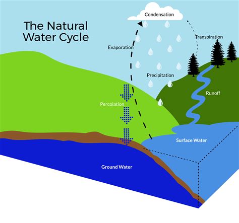Saving The Planets Water Natures Way Through Every Stage Of The