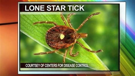 Tick Borne Disorder Causes Allergic Reaction To Red Meat