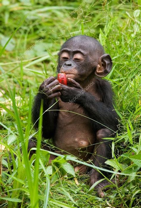 Das weibchen yala, seine beiden jungtiere kivu und batia sowie das. Baby-Bonobo-Affen — Stockfoto © GUDKOVANDREY #94266224