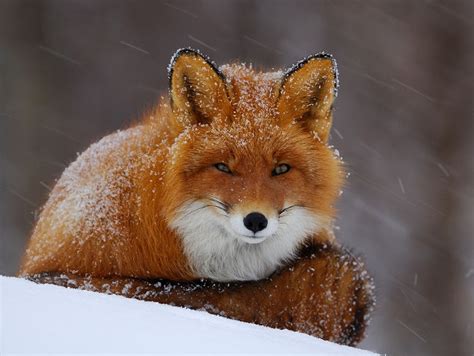 28 Fotografías De Animales Hermosas Criaturas De Nuestro Planeta