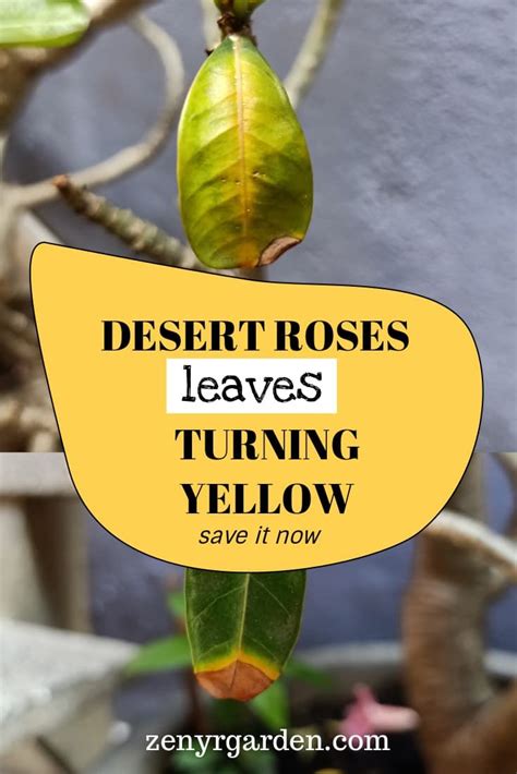 The tree announces this by getting pale, the leaves turn yellow and drop off, or in the case of a juniper, the tree starts to dry up and die. Pin on Adenium Desert Rose Bonsai Plant