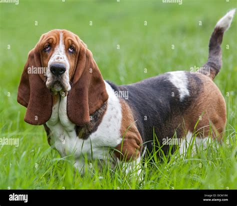 Tri Coloured Basset Hound Standing In Grass Posing Stock Photo Alamy
