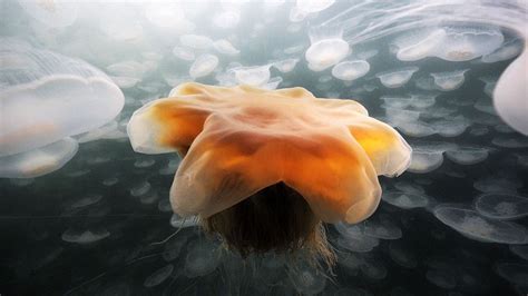 Up To 24 Million Golden Jellyfish Of Jellyfish Lake Undergo A 1km Daily