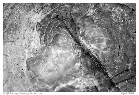 Petrified wood stone sinks lapis dark. Black and White Picture/Photo: Petrified wood close-up ...