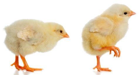 Pair Of New Born Baby Chicks Stock Photo Download Image Now Young