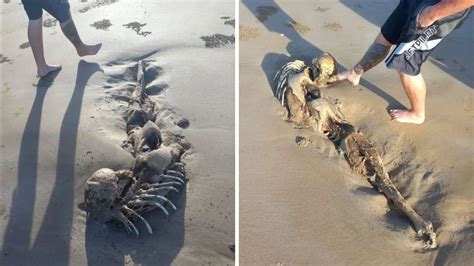 Mysterious Creature Washes Up On Qld Beach ‘just Like A Mermaid