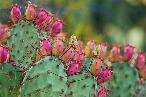 Prickly Pear Cactus Photograph By Saija Lehtonen Pixels