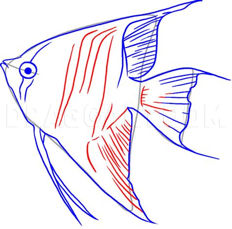 How To Draw Angelfish Step By Step Drawing Guide By Dawn Dragoart
