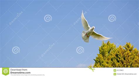 Dove In Flight Stock Image Image Of Wings Feathers 67279801