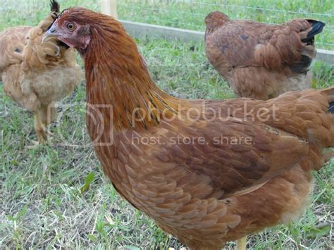What Do You Think Are These Red Sussex Hens Lots Of Pics