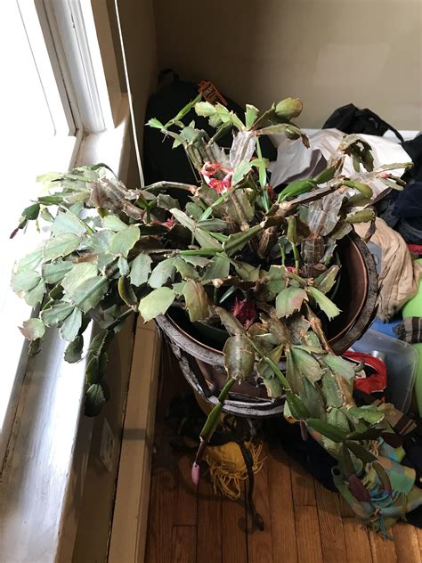 How to identify christmas and thanksgiving cactus plants. Please help me save my late MIL's Christmas cactus. He's ...