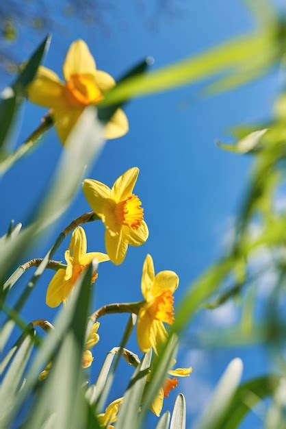 Premium Photo Daffodils Against A Blue Sky