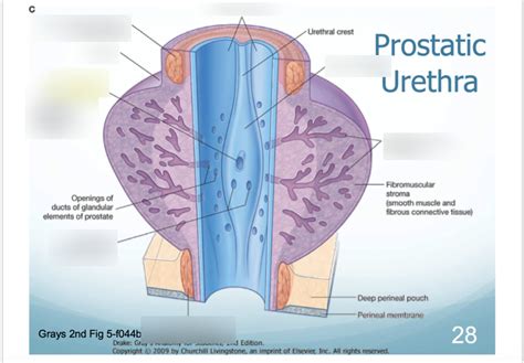 Prostatic Urethra Diagram Quizlet