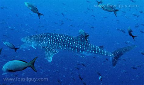 Whale Shark Facts And Information Rhincodon Typus