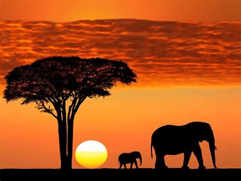 Tanzania Safari Beautiful Sunset Serengeti Park