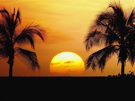 Two Coconut Palm Trees Sunset Hd Wallpaper Wallpaper Flare