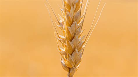 Download Wallpaper 3840x2160 Spikelet Wheat Grains Cereal Close Up