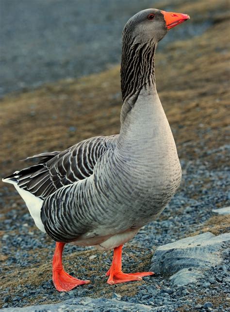 Contact 咏鹅 ode to the goose on messenger. Gone is the goose of Quidi Vidi, dead at unknown age | CBC ...