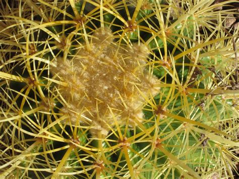 55 best cacti images cactus cactus plants cacti succulents. The Zees Go West: Cactus Garden Update