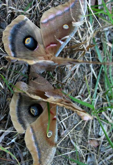 Splendor In The Grass Mating Polyphemus Moths Whats That Bug