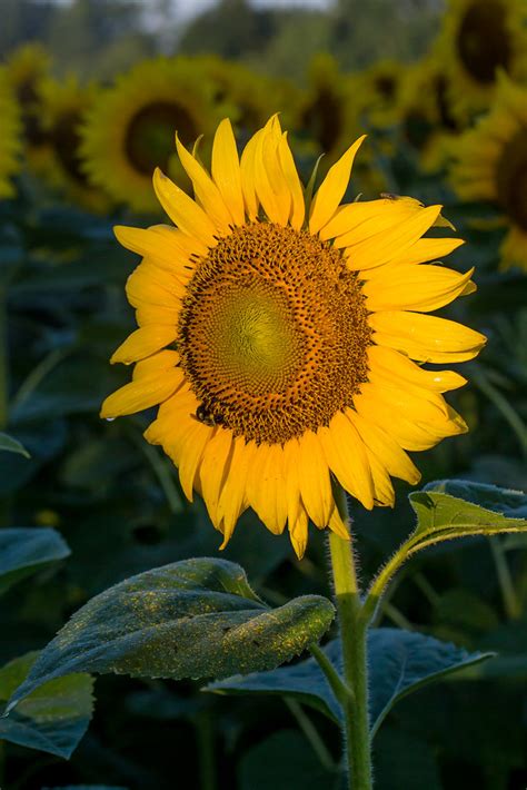 Golden Glow Sunflower Field Mckee Beshers Wildlife Managem Flickr