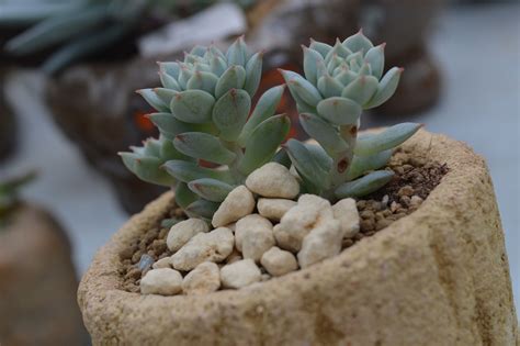 In the case of a purple gymnocalycium mihanovichii, try rooting a few of the offsets to see if. Top Tips to Care for and Nourish Your Succulent Plants