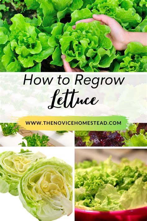 How to regrow romaine lettuce
