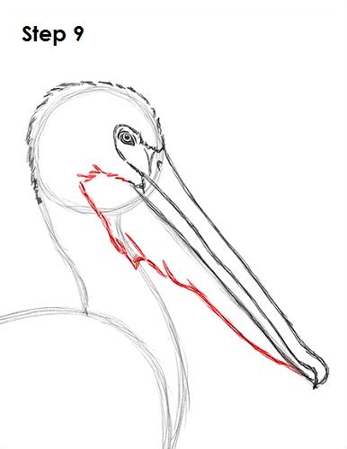 If kids like it, let them try following the steps below! How to Draw a Pelican
