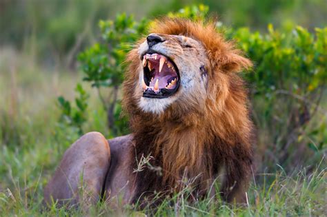 A Lion Roars In Masai Mara Kenya Tick Off The Big Five Game Animals
