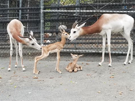 Zoo Welcomes Baby Boom Of Endangered Gazelles Zooborns