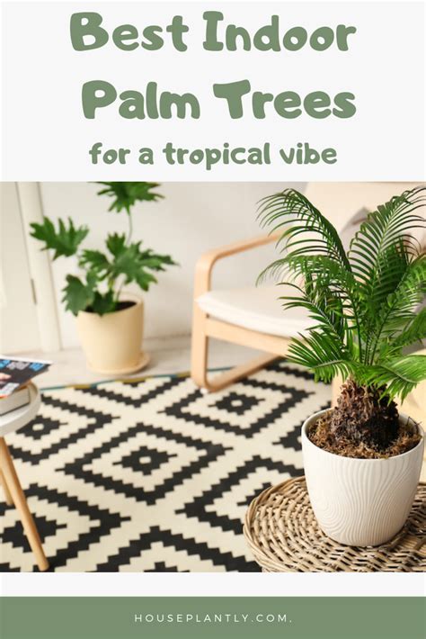 The 7 Best And Easiest Palm Trees To Give Your Home A Tropical Vibe